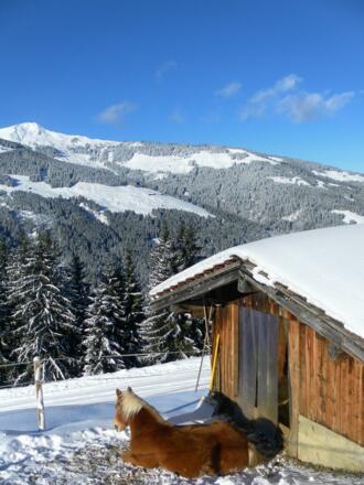 Feldalphorn von Urschla