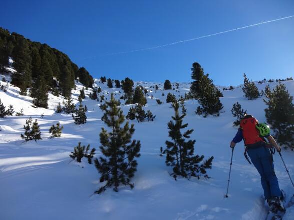 Durch den lichter werdenden Wald weiter aufwärts