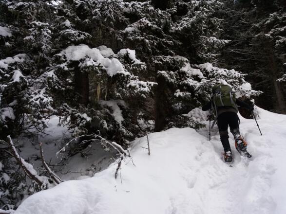 Hier muss man den Wurzelballen des umgestürzten Baumes nach rechts umgehen. 