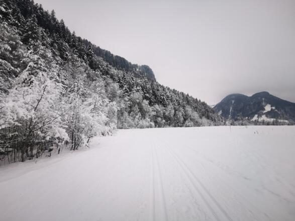 Langlaufloipe im Bizauer Moos