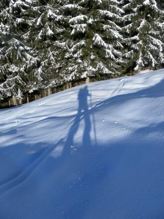 Schatten am Waldrand