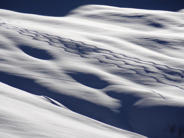 Abfahrtsspuren vom Fellimännle Gipfel vom Silbertal im Montafon aufs Fellimännle