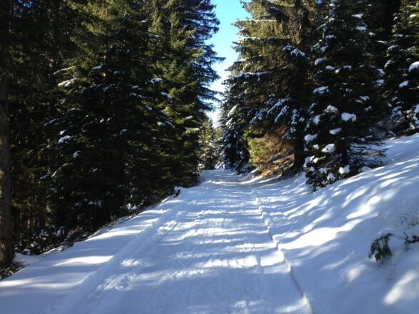 durch den Wald nach Rellseck