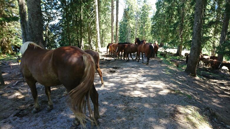Pferde genießen den Alpsommer