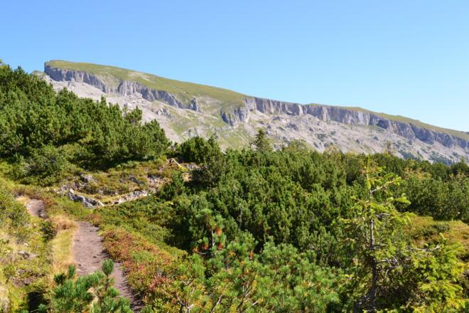 Durch Latschen und Heidelbeersträucher Richtung Schwarzwasserhütte