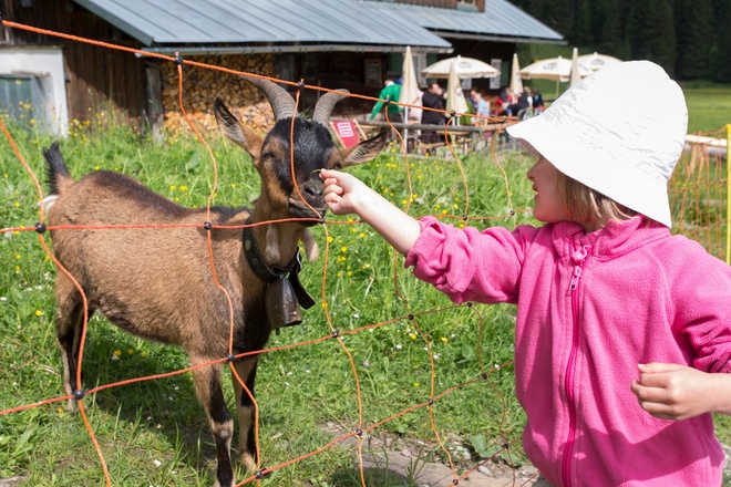 Tierische Begegnungen möglich