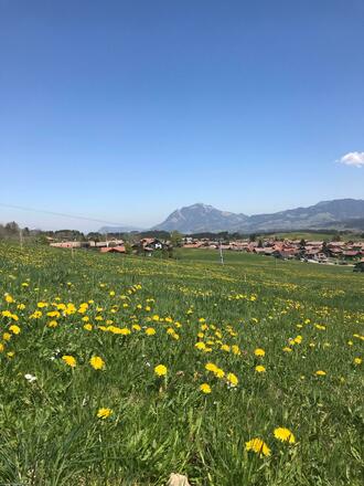 Im Frühjahr erwarten Sie herrliche Löwenzahnfelder wie hier mit Blick auf Bolsterlang