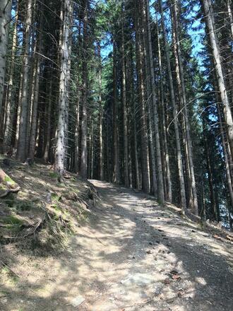 Ein kurzes Waldstück mit gut präpariertem Weg