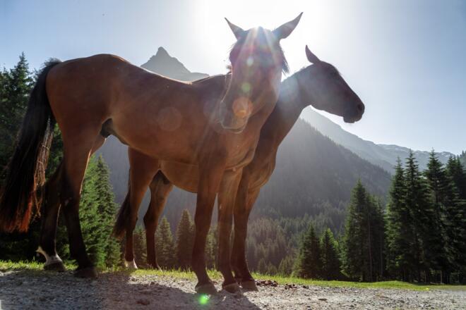 Pferde im Schwefeltobel