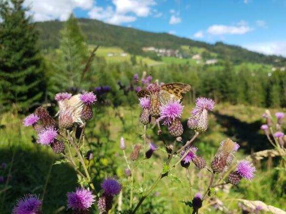Natur pur