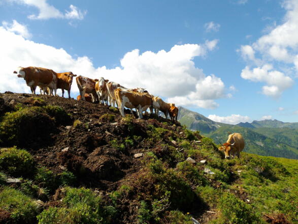 Kühe oberhalb der Gernalm Alpbach