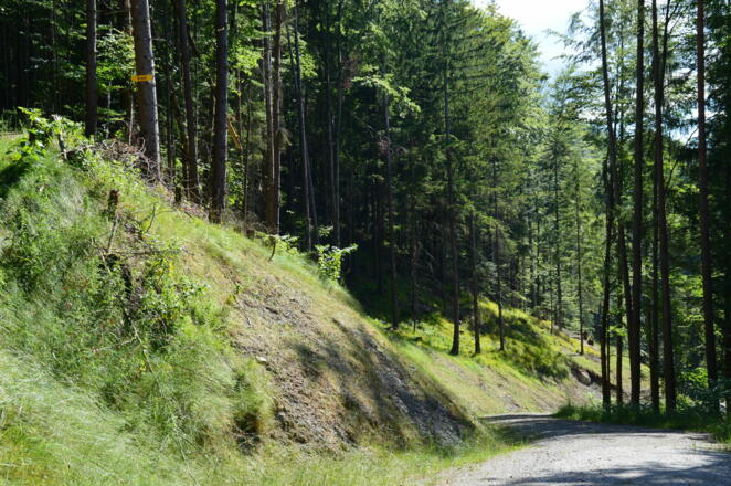 MTB-Strecke 339 Brach