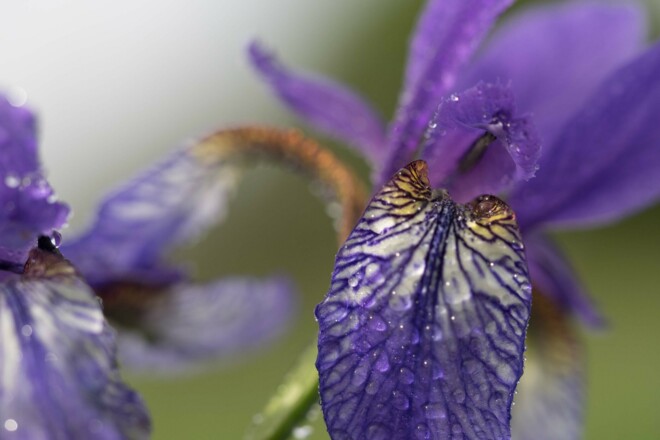 Lilienblüte im Ruggeller Riet