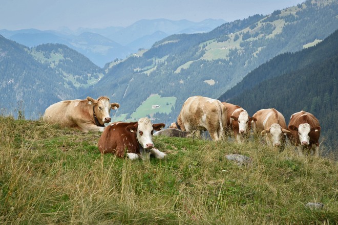 Kühe bei der Sagtaler Spitzen Wanderung