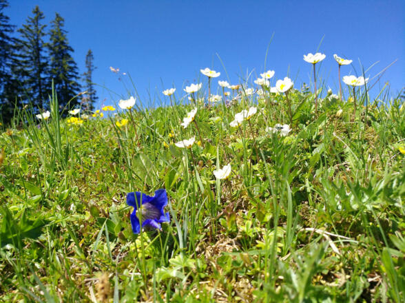 Blumenwiese Kreuzein