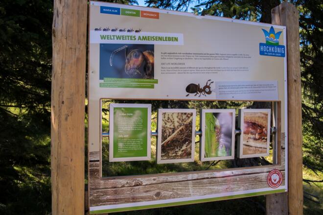 Ameisenweg