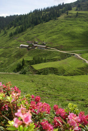 Kohlgrubenalm