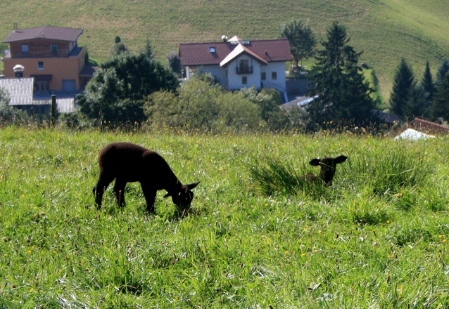 Schwarze Schafe am Dürrnberg