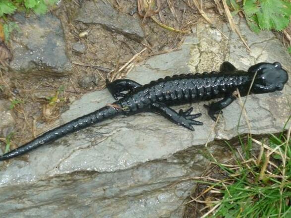 Alpensalamander