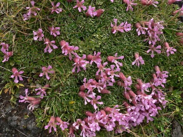 Seifenkraut