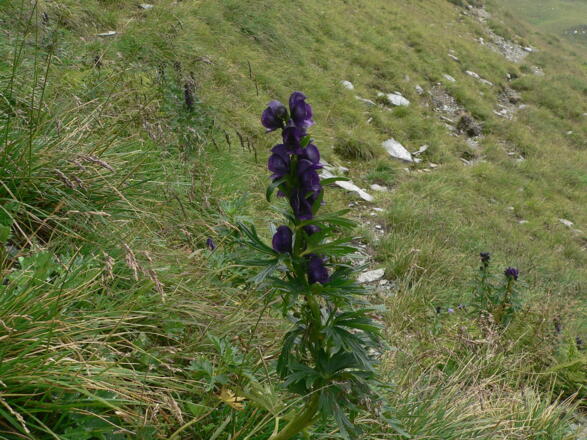 Tauerneisenhut