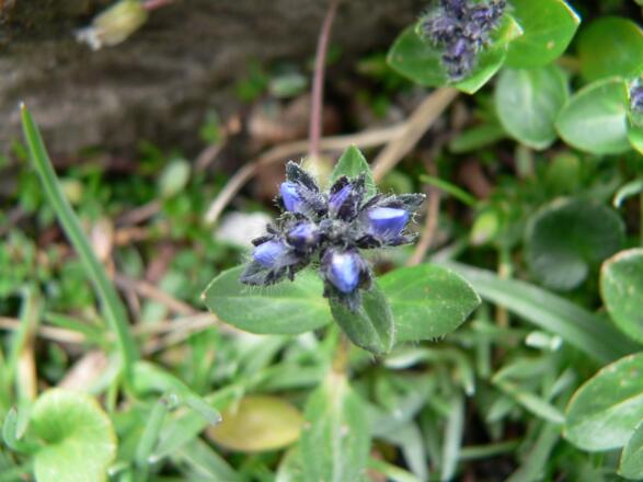 Alpenkreuzblume