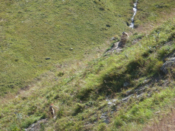 Mit etwas Glück lassen sich, wie hier am Hochsonnberg, Murmeltiere ("Mankei") beobachten.