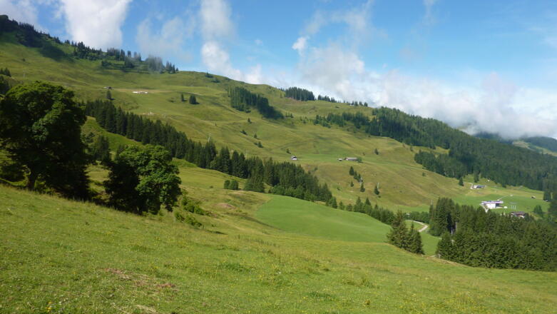 Alm wiesen