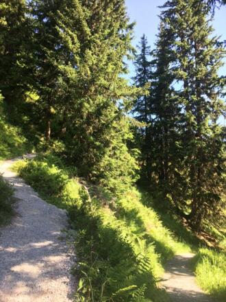 Wald