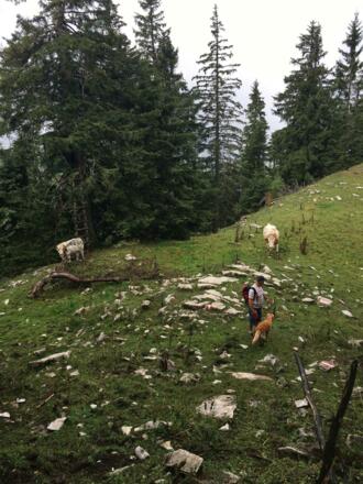Wanderweg zum Hintertrattberg