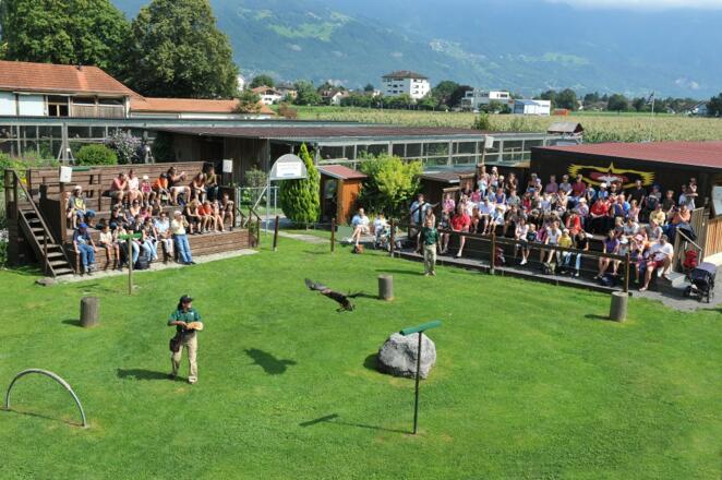 Eine Vorführung im Greifvogelpark Buchs ist einen Ausflug wert.