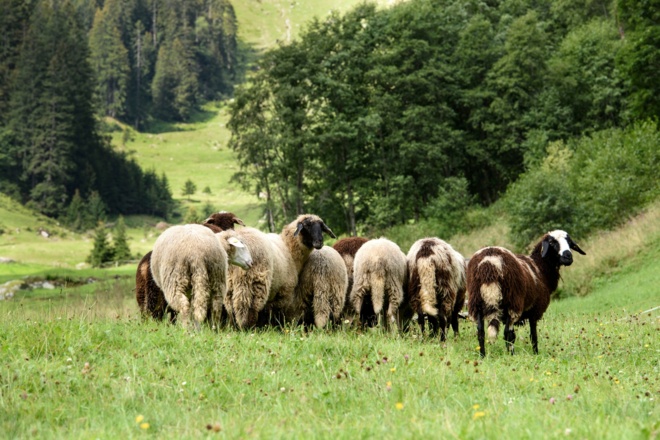 Montafoner Steinschafe