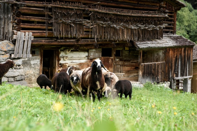 Montafoner Steinschafe