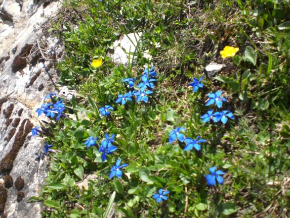 Fauna und Flora