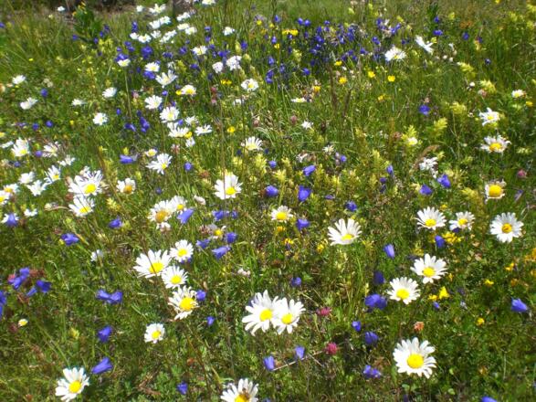 Frühling am Katschberg