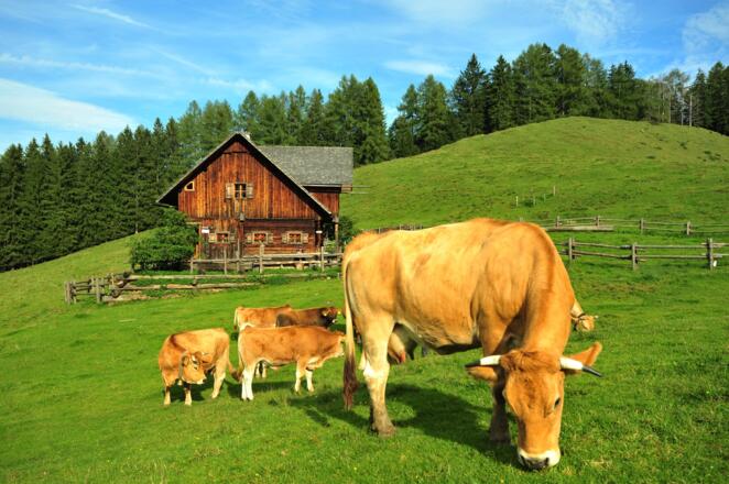 Murbodner Rinder auf der Blahbergalm