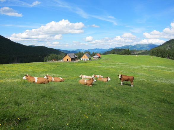 Ebenforstalm