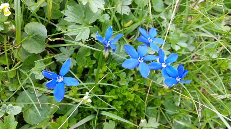 Alpenblumen