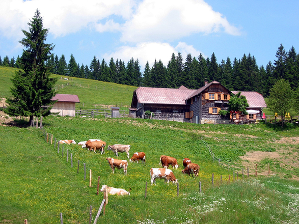 Anlaufalm im Reichraminger Hintergebirge © Zeiselberger