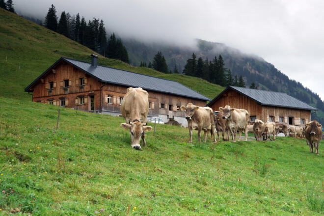 Alpe Andlis Brongen Egg