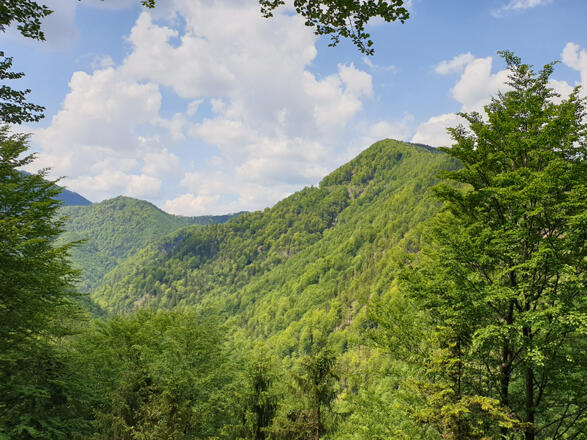 Im Tal des Holzes, Ausblick von Aussichtsplattform über´s Waldmeer © MiE