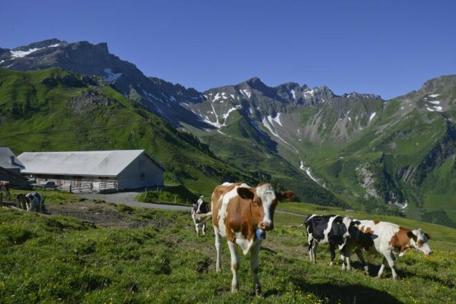 Alp Gritsch