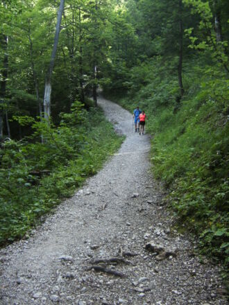 Aufstieg im Wald