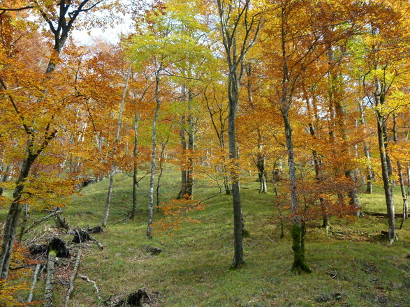 Herbstlich gefärbter Buchenwald © Buchner