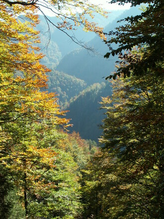Das Hintergebirge ist ein Meer aus Buchenwäldern © Buchner