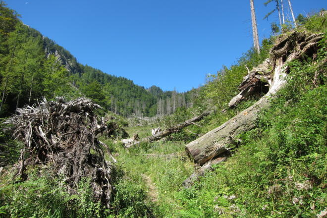 Weg durch den Lawinenstrich