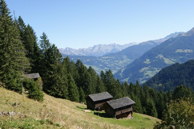 Maisäße auf Plazadels