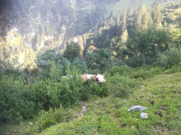 Auch die Kühe genießen den Almsommer
