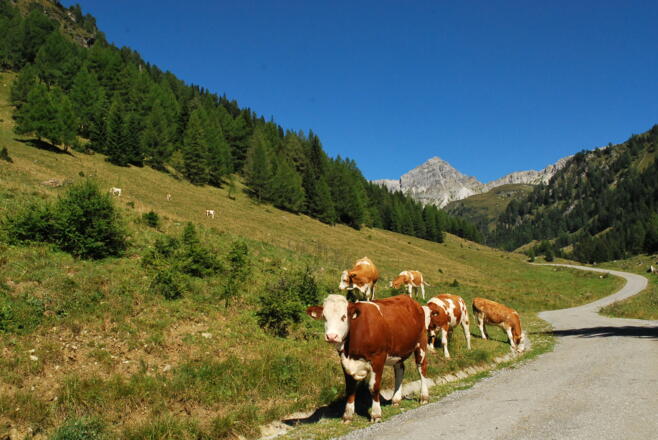 Weg Richtung Muhreralm