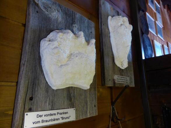 Fußabdruck Bär Bruno (Obwaldhütte)